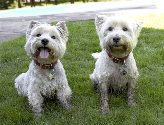 Yes, we're paying attention
Palabras clave: Dog Dogs Molly Scruffy Terriers Tongue West Highland Terrier