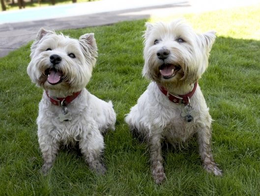 Well, what we gonna do?
Palabras Clave: Dog Dogs Molly Scruffy Terriers Tongue West Highland Terrier