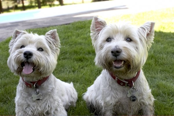 Butter wouldn't melt .......
Palabras clave: Dog Dogs Molly Scruffy Terriers Tongue West Highland Terrier