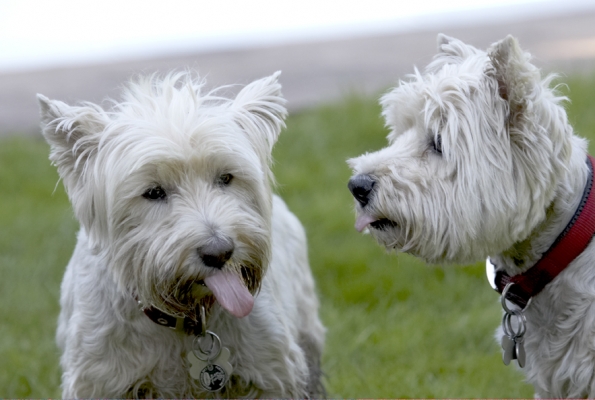 Oooh, put it away
Anahtar kelimeler: Dog Dogs Molly Scruffy Terriers Tongue West Highland Terrier