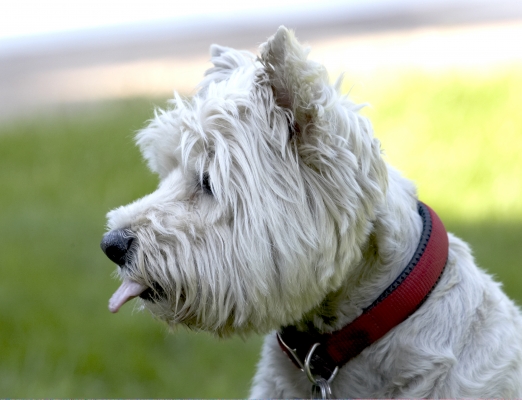Well, I'm having a good time
Słowa kluczowe: Dog Dogs Molly Scruffy Terriers Tongue West Highland Terrier