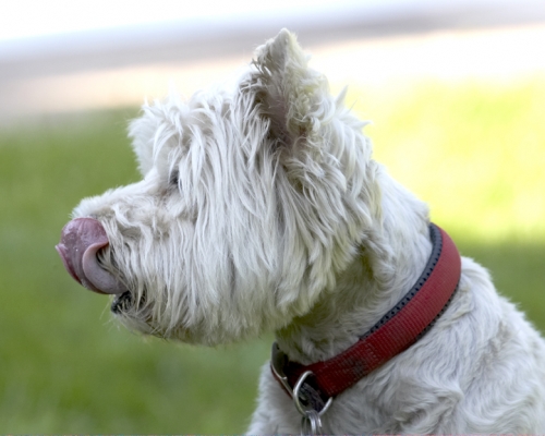 Yummmm
Ключові слова: Dog Dogs Molly Scruffy Terriers Tongue West Highland Terrier