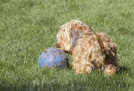 Wow, this is a big ball
Palabras clave: Dog Dogs Henry Wirehaired Miniature Daschund