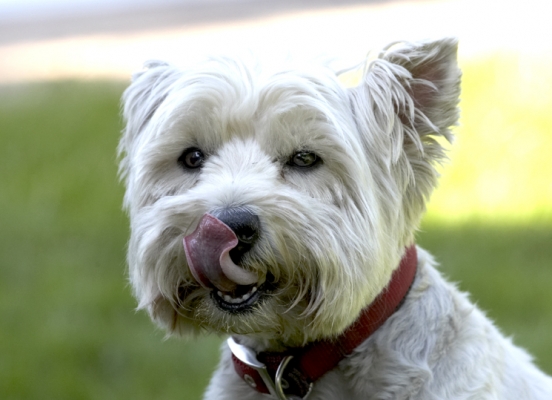 Lip smackin' good
Λέξεις-κλειδιά: Dog Dogs Molly Scruffy Terriers Tongue West Highland Terrier