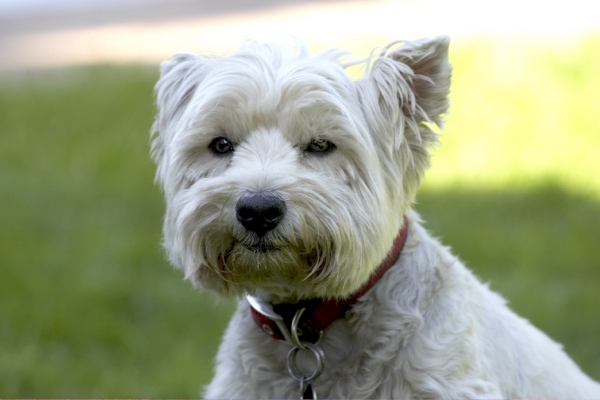 Mmmm, mmmm, mmmm
Avainsanat: Dog Dogs Molly Scruffy Terriers West Highland Terrier