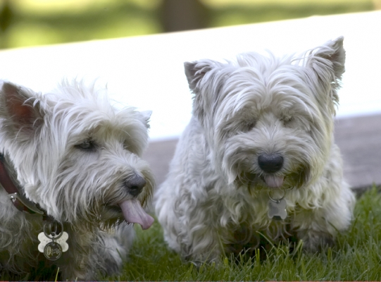 Doggie heaven
Λέξεις-κλειδιά: Dog Dogs Molly Scruffy Terriers Tongue West Highland Terrier