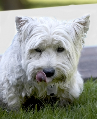 Yummmmmmm
Keywords: Dog Dogs Molly Scruffy Terriers Tongue West Highland Terrier