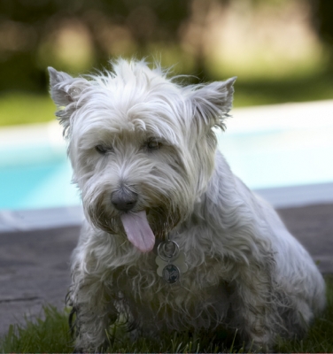 Has it all gone?
Avainsanat: Dog Dogs Molly Scruffy Terriers Tongue West Highland Terrier
