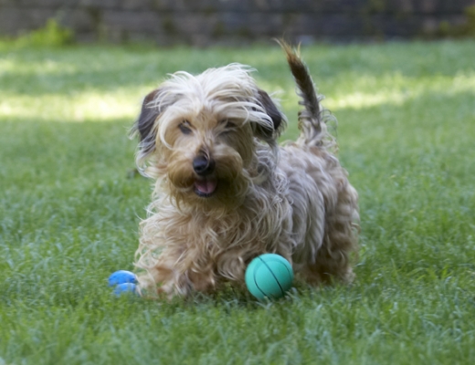 Oh, gosh, a choice
Ključne besede: Ball Dog Dogs Henry Wirehaired Miniature Daschund