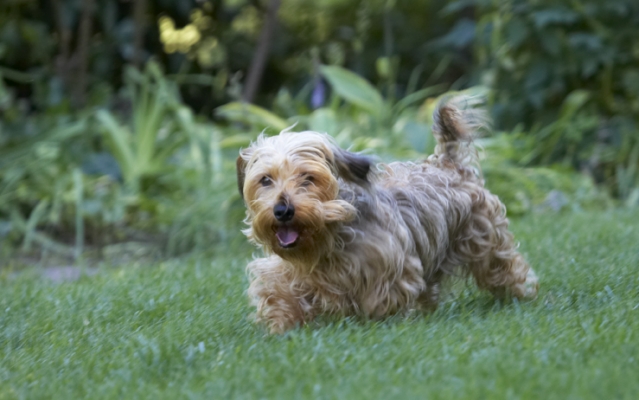 Think I'll have a run round for a while
Keywords: Dog Dogs Henry Tongue Wirehaired Miniature Daschund