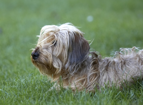 Surveying my territory
Klíčová slova: Dog Dogs Henry Wirehaired Miniature Daschund