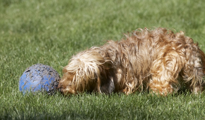 Does it move?
Mots-clés: Dog Dogs Henry Wirehaired Miniature Daschund