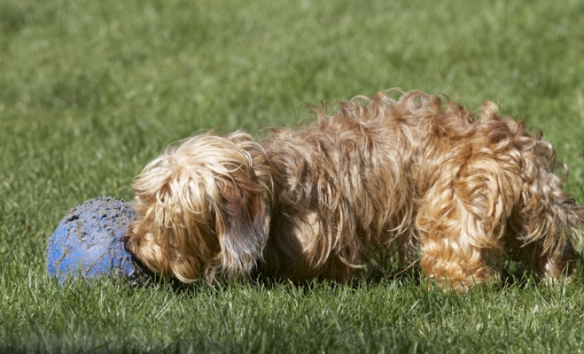 Can I move it?
Anahtar kelimeler: Dog Dogs Henry Wirehaired Miniature Daschund