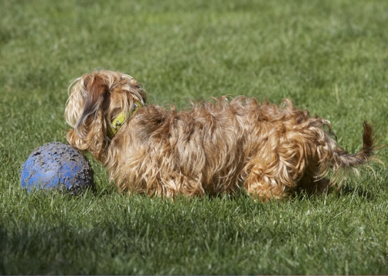 Needs further inspection
Keywords: Dog Dogs Henry Wirehaired Miniature Daschund