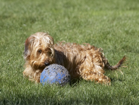Perhaps if I tackle it from this side
Ключові слова: Dog Dogs Henry Wirehaired Miniature Daschund