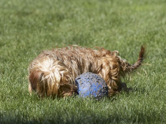 High hopes
الكلمات الإستدلالية(لتسهيل البحث): Dog Dogs Henry Wirehaired Miniature Daschund