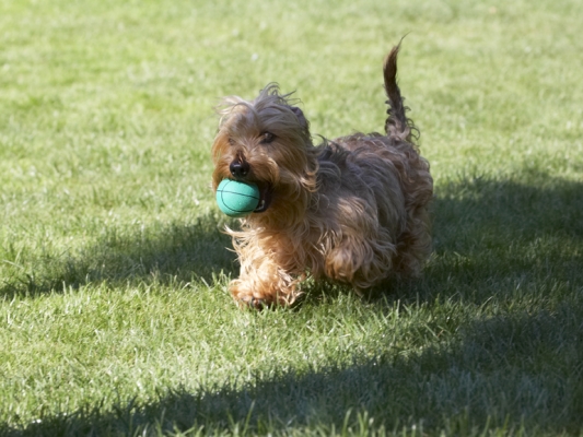 Aah, this is more my size
Keywords: Dog Dogs Henry Wirehaired Miniature Daschund