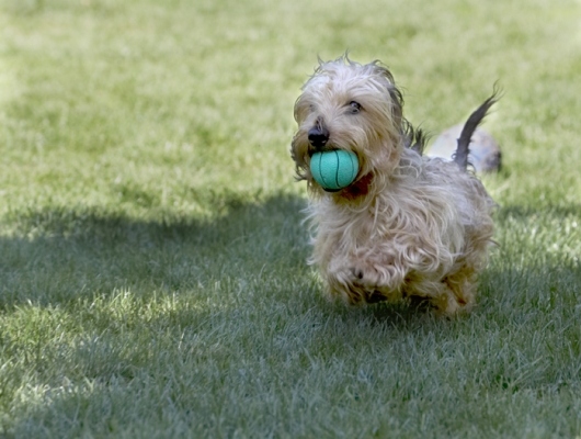 Look, mom, multi-tasking
Anahtar kelimeler: Dog Dogs Henry Wirehaired Miniature Daschund