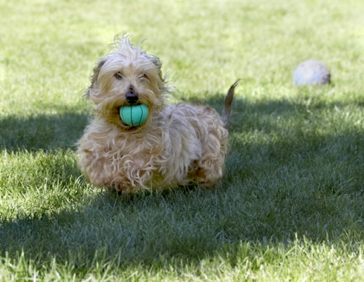 Phew, that was exhausting
Palabras clave: Dog Dogs Henry Wirehaired Miniature Daschund