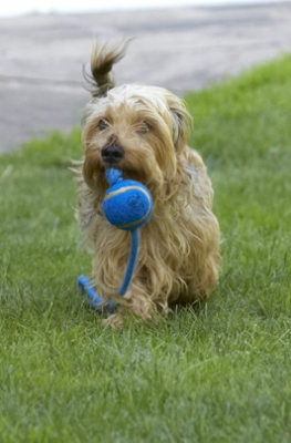 Don't trip
Ключові слова: Dog Dogs Henry Wirehaired Miniature Daschund