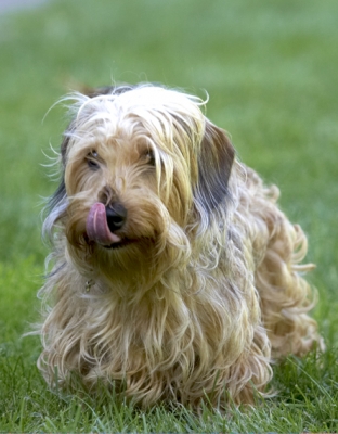 Jus' gotta rest a minute
Schlüsselwörter: Dog Dogs Henry Tongue Wirehaired Miniature Daschund