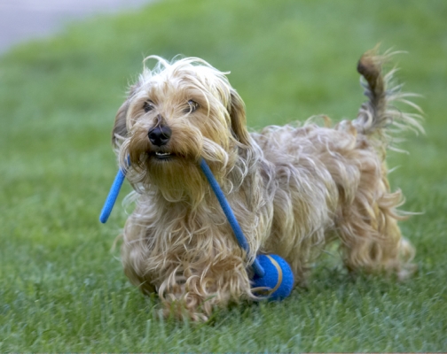 OK, who's gonna play tug-o-war with me?
Λέξεις-κλειδιά: Dog Dogs Henry Wirehaired Miniature Daschund