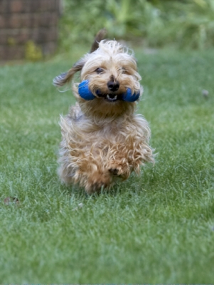 Off I go again
Anahtar kelimeler: Dog Dogs Henry Wirehaired Miniature Daschund