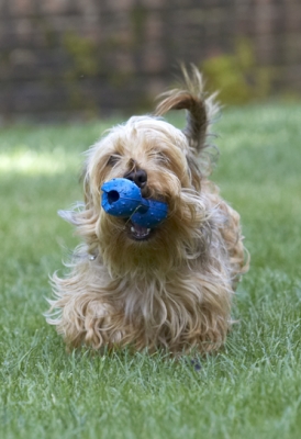 I'm bringing it back
Ключові слова: Dog Dogs Henry Wirehaired Miniature Daschund