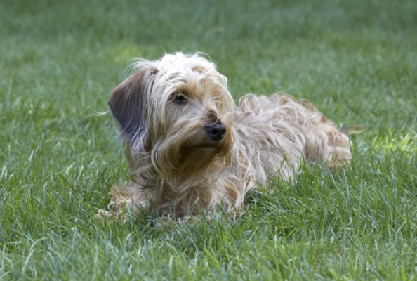 Time for some quiet reflection
الكلمات الإستدلالية(لتسهيل البحث): Dog Dogs Henry Wirehaired Miniature Daschund