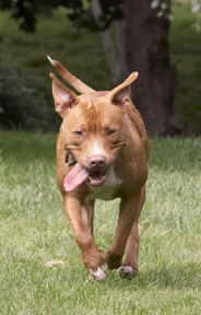 Who says only lambs can gambol
Palabras clave: Dog Dogs Honey Staffordshire Bull Terrier Terriers Tongue