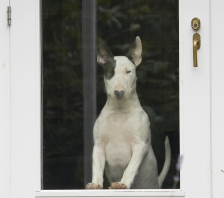 Hey, how come they're having all the fun out there
Schlüsselwörter: Dog Dogs English Bull Terrier Mana Terriers