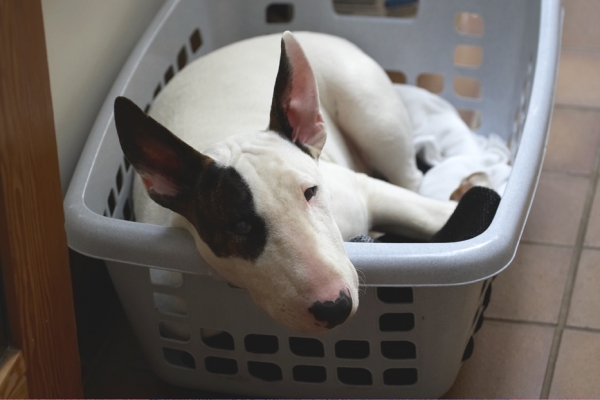 Hey, we need more laundry here to make it more comfy
Ключевые слова: Dog Dogs English Bull Terrier Mana Terriers