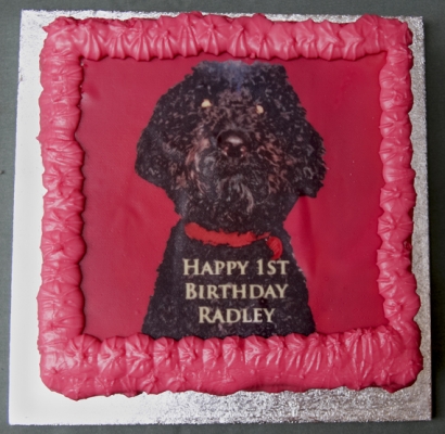 My first birthday celebration
Ključne besede: Birthday Cake Dog Dogs Poodle Radley