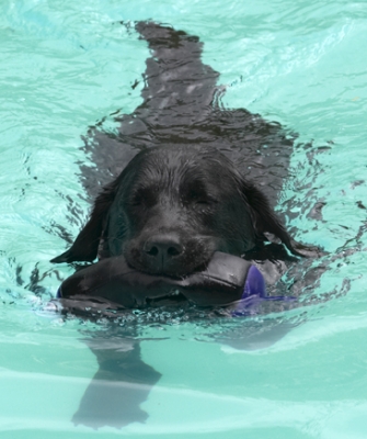 Here I come
Klíčová slova: Dog Dogs Labrador Millie Pool Swimming