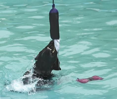 My shark impression
Anahtar kelimeler: Dog Dogs Labrador Millie Pool Swimming