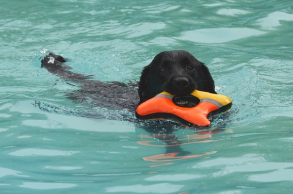 Yep, I'm bringing this one back
الكلمات الإستدلالية(لتسهيل البحث): Dog Dogs Labrador Millie Pool Swimming