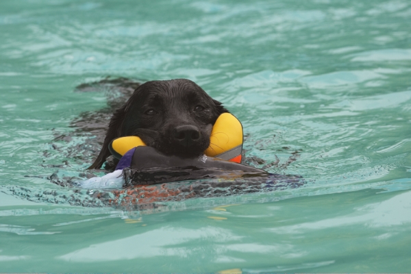 Hey, look, I've got two
Schlüsselwörter: Dog Dogs Labrador Millie Pool Swimming