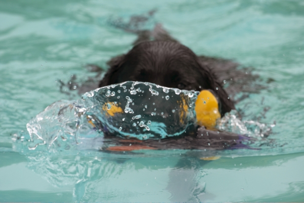 Look, I can make waves
Keywords: Dog Dogs Labrador Millie Pool Swimming