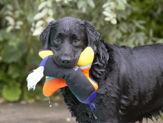 I am NOT letting go
Ключевые слова: Dog Dogs Labrador Millie Pool Swimming