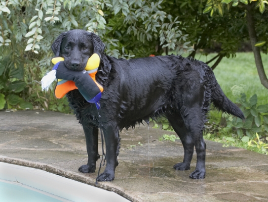 If I've got them, you can't throw them
Ključne besede: Dog Dogs Labrador Millie Pool Swimming