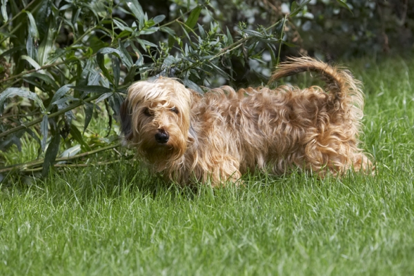 Jus' thinking of exploring
الكلمات الإستدلالية(لتسهيل البحث): Dog Dogs Henry Wirehaired Miniature Daschund