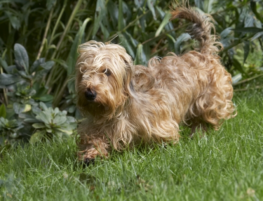 And off I go
Trefwoorden: Dog Dogs Henry Wirehaired Miniature Daschund
