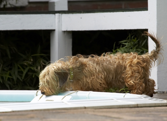 Boy, that's a lot of water
Palabras Clave: Dog Dogs Henry Wirehaired Miniature Daschund