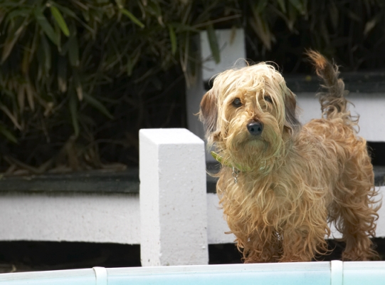 No, I don't think I'll go for a swim
Palabras clave: Dog Dogs Henry Wirehaired Miniature Daschund