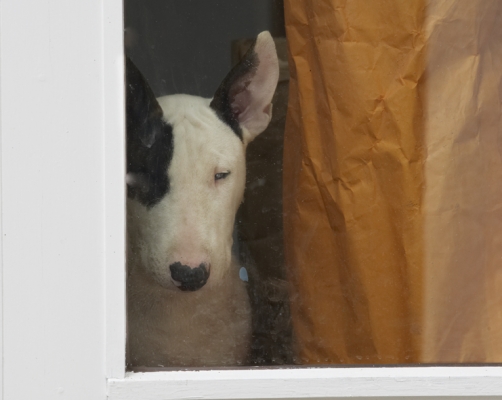 How come they get to play and not me
Ключові слова: Dog Dogs English Bull Terrier Mana Terriers