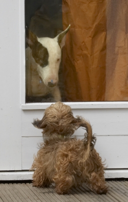 Pleased to meet you
Ключевые слова: Dog Dogs English Bull Terrier Henry Mana Terriers Wirehaired Miniature Daschund