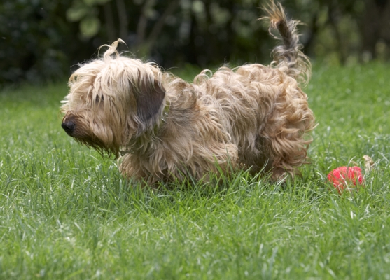 Nah, I'm not interested
Palabras clave: Dog Dogs Henry Wirehaired Miniature Daschund
