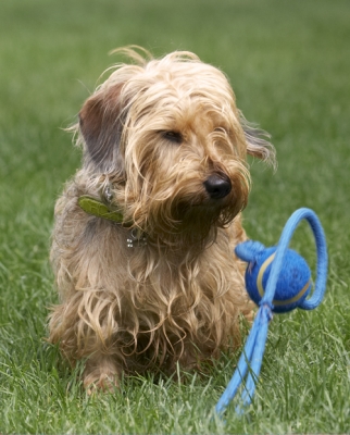 What am I supposed to do with this
Schlüsselwörter: Dog Dogs Henry Wirehaired Miniature Daschund