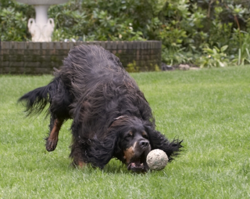 Going in for the catch
Palabras clave: Cassie Dog Dogs Gordon Setter Molly