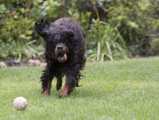 I'll get it
Schlüsselwörter: Cassie Dog Dogs Gordon Setter Molly Tongue